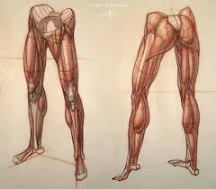 This lesson gives detailed information of the location and path of the sciatic nerve and various branches down to the foot. Lowerbody Human Anatomy Art Leg Anatomy Anatomy Drawing