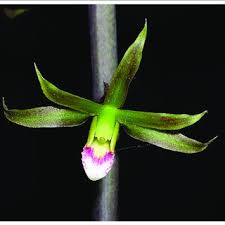 Image result for Habenaria gonatosiphon