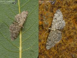 Image result for Eupithecia tenuiata