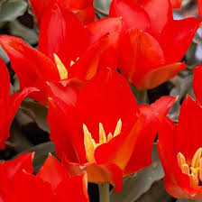 Top Tulips That Come Back Every Year Bulbous Plants Tulips Flowers