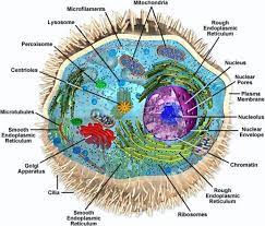The light microscope employs visible light, to detect small objects and is the well known and well used research tool in biology. Watu Gwo Blog Animal Cell Light Microscope