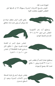 الثدييات البحرية