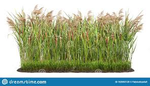 Schilf eignet sich gut als sichtschutz für teich garten oder terrasse. Cut Out Pflanze Schilfgras Stockfoto Bild Von Katze 162693120