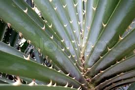 Image result for Pandanus odoratissimus