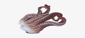 Mark hoppus moves to blighty! T R A N S P A R E N T Octopus Tentacles Not My Pic Octopus Png Image Transparent Png Free Download On Seekpng