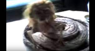 Kisah anak derhaka jadi ikan pari yang kelakar. 4 Kisah Anak Durhaka Paling Fenomenal Di Indonesia Ini Ternyata H