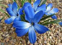 Image result for Tecophilaeaceae