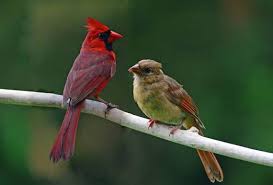 Check spelling or type a new query. Male Cardinal And Fledgling Baby Cardinal Cardinals On Limb Etsy