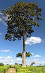 Image result for Pouteria adolfi-friedericii