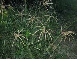 Image result for Cynodon nlemfuensis