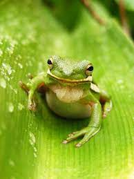 Who Are You Looking At Frog Green Tree Frog Cute Animals