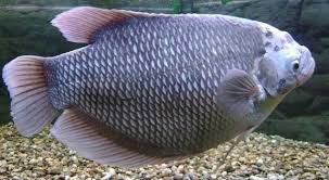We did not find results for: 30 Jenis Ikan Air Tawar Konsumsi Harga Dan Gambarnya
