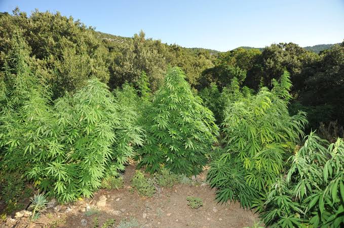 Σέρρες: Συνελήφθη άνδρας που καλλιεργούσε 47 δέντρα κάνναβης ύψους έως και  2,5 μέτρα