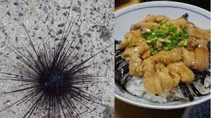 危険 だが美味 毒ウニ ガンガゼ を食べる デイリーポータルz