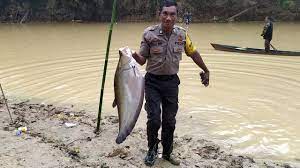 Menangkap ikan di sungai lubuk larangan adalah salah satu kegiatan tradisional di mandailing natal yaitu menangkap ikan secara masal yang diadakan setiap. Ritual Menuba Adat Dayak Minta Hujan Hingga Panen Ikan Kumparan Com