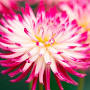 Profile Picture of Plant, Grow and Care For Dahlias | BBC Gardeners World Magazineon Google