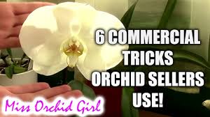 These stores include bookstores, electronics stores and comic book stores. 6 Tricks Sellers Use To Make You Buy Orchids Youtube
