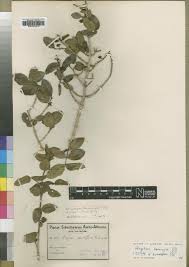 Image result for Strychnos mellodora