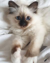 Birman Kitten Miss Daisy Divine Chintei Seal Point 12 Weeks Old Birman Kittens Cat Adoption Cute Cats