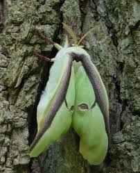 Image result for Actiniopteris dimorpha