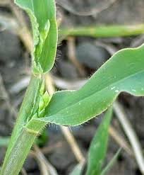 Image result for Urochloa panicoides