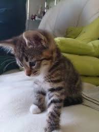 Black And Grey Tabby Kittens For Sale Grey Tabby Cat Blue Eyes For Sale Hewan
