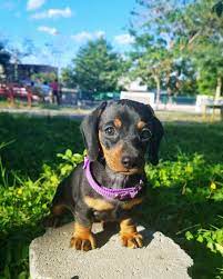 Dachshund Mini Dachshund Pets Cute Puppies Dachshund