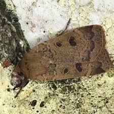 Image result for Pyrausta cingulata