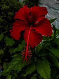 Pin On Natures Heritage
