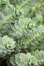 In the winter, cold hardy cactus tend to look a little sad… to avoid damage from the cold, they drain most of the water out of their stems, so they shrivel up and. Choosing Hardy Succulent Plants Succulents For Zone 5 Gardens