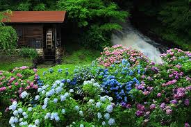 Hydrangeas, like so many other flowering plants, need phosphorus in order to properly bloom and flower. 7 Reasons Why Hydrangea May Not Bloom Gardener S Path
