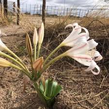 Image result for Crinum crassicaule