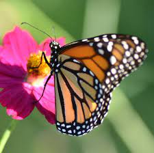 Mariposa Monarca Colombiana Photography By Cesar Rincon Artmajeur