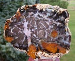 37 miles north of wells, nevada on highway 93. Sis Peculiar Color Hubbard Basin Petrified Wood Round On Popscreen