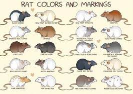 Pin On Ratties