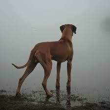 Long Legged Zeus Spotted Something Through The Mist Rhodesian Ridgeback Pretty Dogs Lion Dog