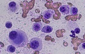 Image result for mastocytoma in dogs