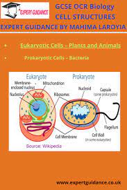 Gcse Ocr Biology Cell Structure Complete Revision Summary Notes Video Exam Question Biology Revision Biology Gcse Biology Revision