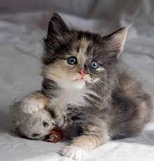 of simchat elevage de chats norvegiens a geneve chatons disponibles baby katzen niedliche tierbilder wilde katzen