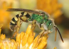 Image result for Empogona sp. A