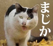まじか」「土下座」「ニャンてこったい」 必死すぎる表情が面白いネコたちのLINEスタンプが登場 - ねとらぼ