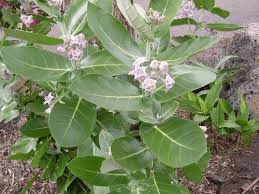 Image result for Calotropis gigantea