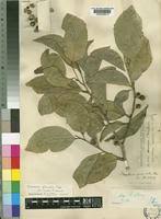 Image result for Strombosia