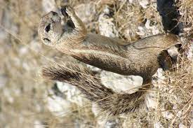 African Ground Squirrel Ground Squirrel Coarse Hair Squirrel