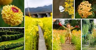 We hope that you've enjoyed learning about the meanings of different flower types. 35 Best Types Of Yellow Flowers You Will Fall In Love With Decor Home Ideas