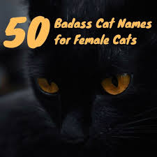 Bigglesworth, colonel meow, or grumpy cat! 50 Badass Cat Names For Stealthy Female Cats Pethelpful