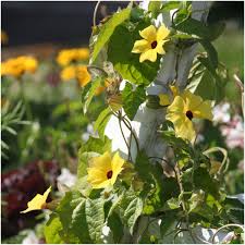 Image result for Thunbergia serpens
