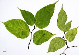 Image result for Broussonetia