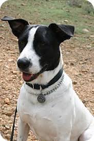 Black And White Border Collie Pointer Mix Pet Not Found Kitten Adoption Pets Border Collie