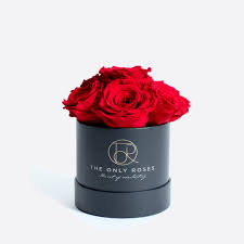 We did not find results for: The Only Roses Real Preserved Luxury Roses That At Last A Year Theonlyroses